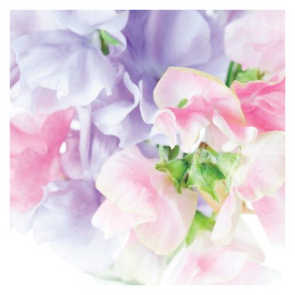 P09 SWEET PEAS (BLANK)
