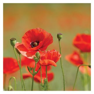P10 POPPIES (BLANK)