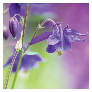 P11 COLUMBINE (BLANK)