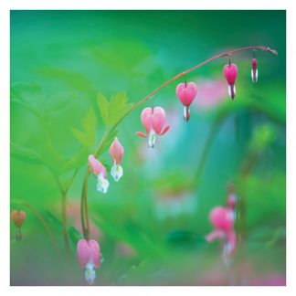 P12 BLEEDING HEART (BLANK)
