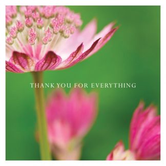 P20 ASTRANTIA (THANK YOU FOR EVERYTHING)