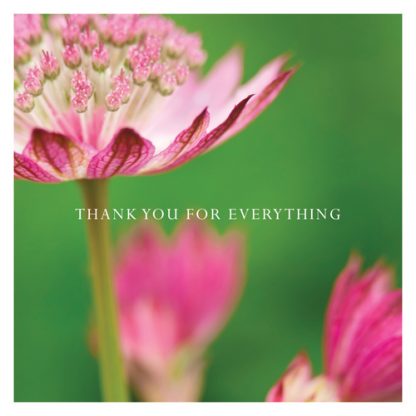 P20 ASTRANTIA (THANK YOU FOR EVERYTHING)