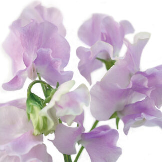 FF95 SWEET PEA 'HELEN MILLAR'