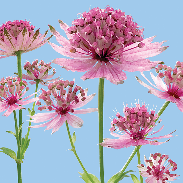FG13 ASTRANTIA