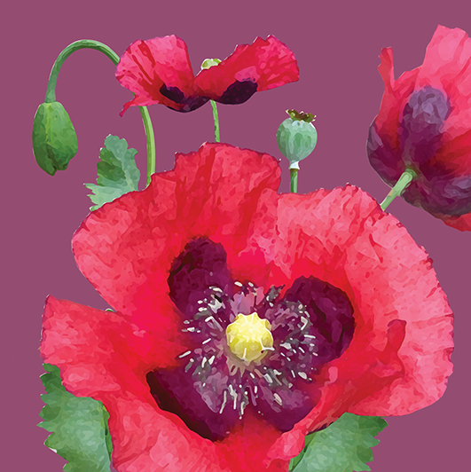 FG15 POPPY