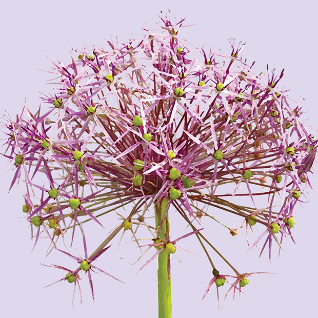 FG14 ALLIUM