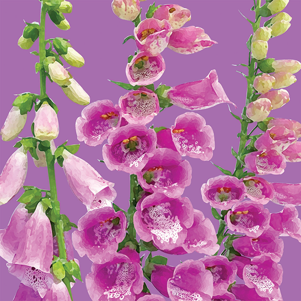 FG17 FOXGLOVES