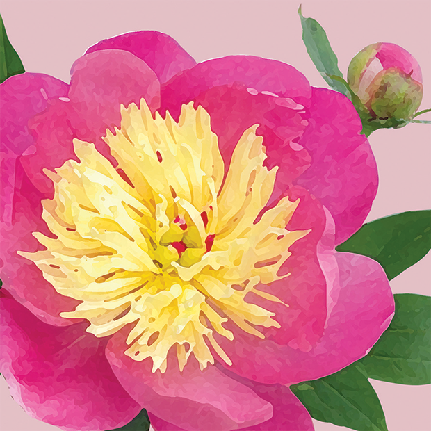 FG18 PEONY