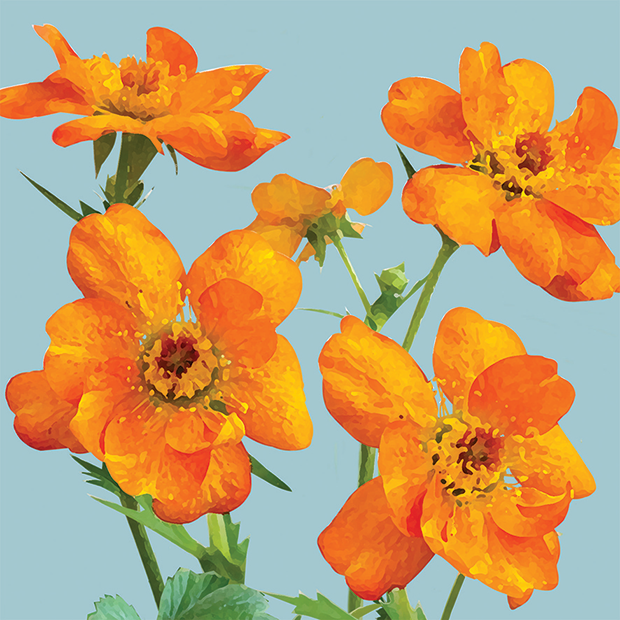 FG16 GEUM