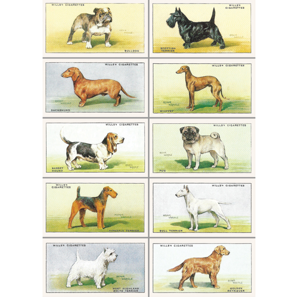VC42 DOGS