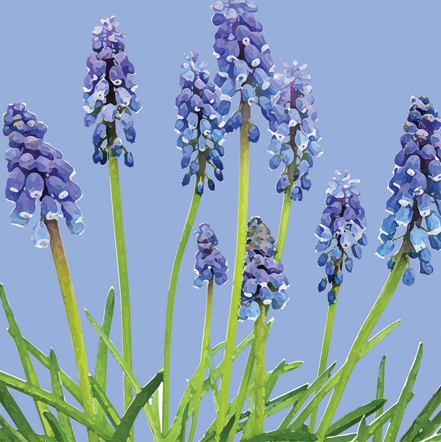 FG22 GRAPE HYACINTHS
