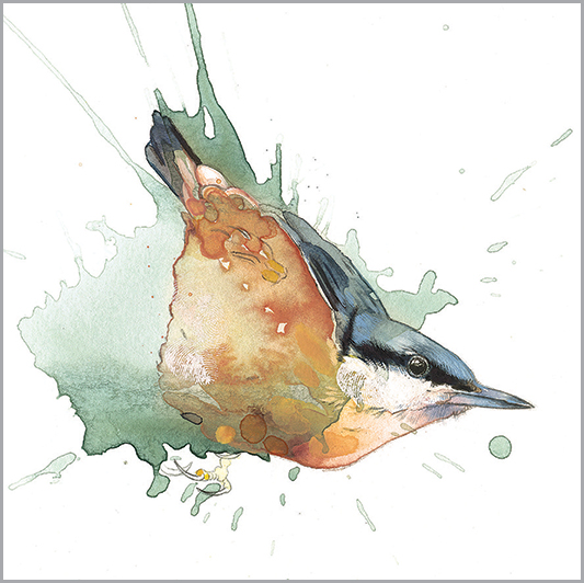 LA07 NUTHATCH