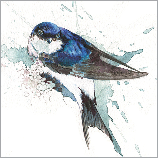 LA08 HOUSE MARTIN