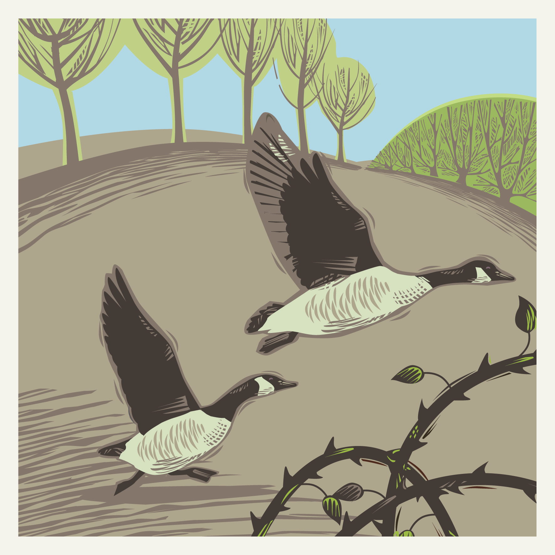 CC07 CANADA GEESE
