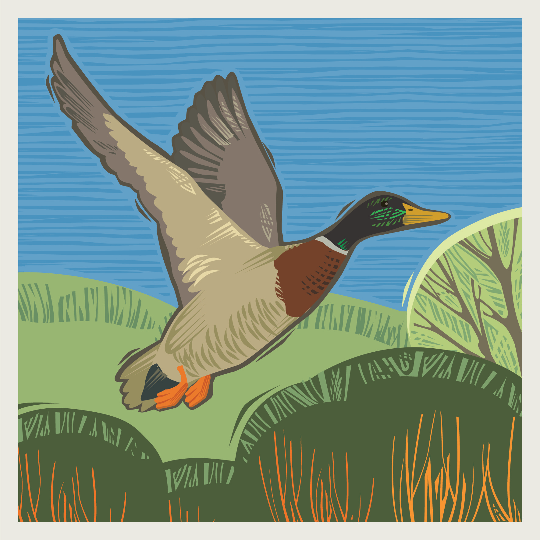 CC11 MALLARD