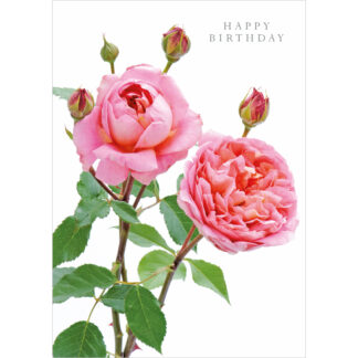 DA43 HAPPY BIRTHDAY